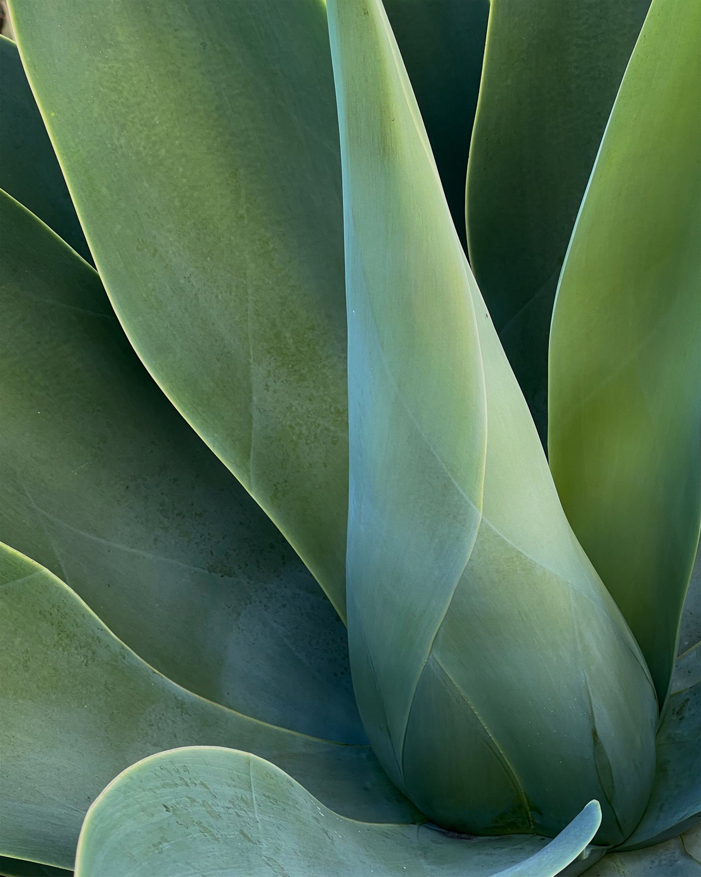 Agave Moves